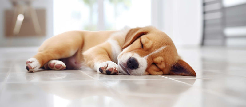 Image of sleeping dog on kitchen tiles